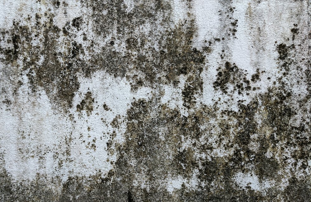 Wand mit Schimmelbefall